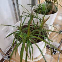 【教室ブログ】元気です、観葉植物